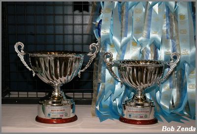 Beautiful trophys & rosettes